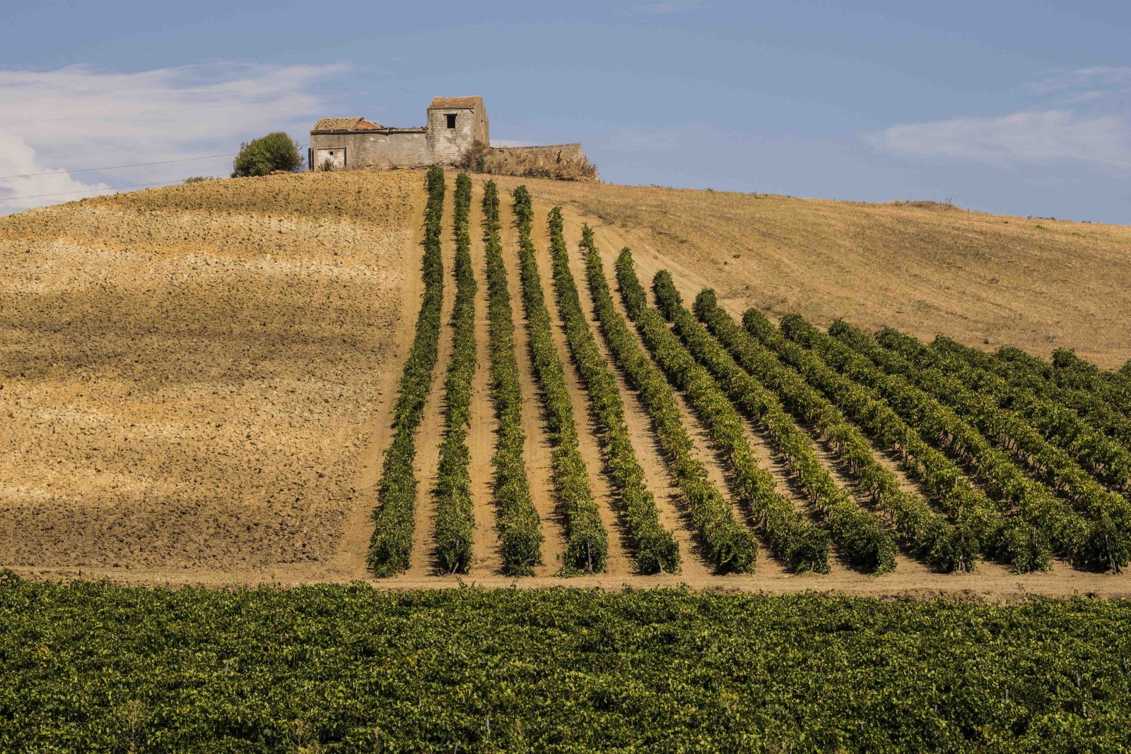Sicilian vineyards. Consorzio DOC Sicilia. Vineyard landscape in Sicily, Consorzio DOC Sicilia